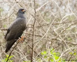 Rostrhamus sociabilis