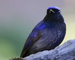 Niltava grandis