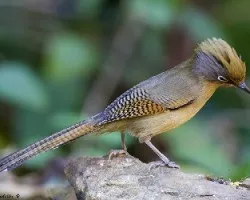 Actinodura ramsayi