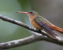 Amazilia rutila