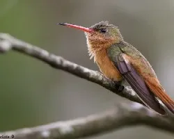 Amazilia rutila