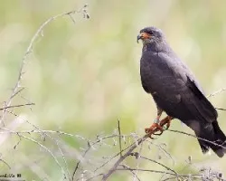 Rostrhamus sociabilis