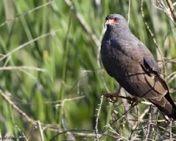 Rostrhamus sociabilis