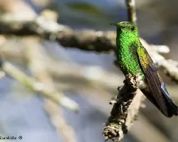 Amazilia saucerrottei