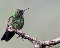 Amazilia saucerrottei