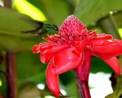 Amazilia tzacatl