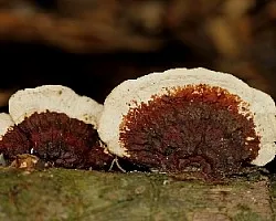 Pycnoporus sanguineus