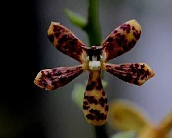 Prosthechea