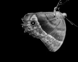 morpho peleides