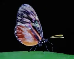 Heliconius hecale