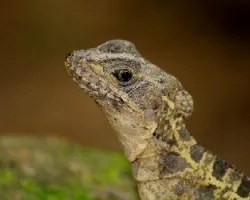 Lagartija