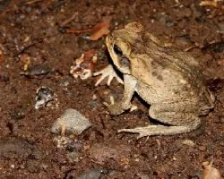 Rhinella marina