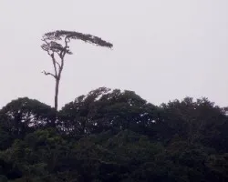 Golpeado por el viento