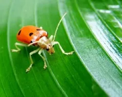 escarabajo Naranja
