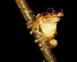 Smilisca Baudinii