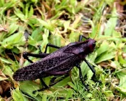 Saltamontes Púrpura