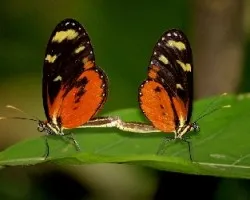 Lycorea Halia