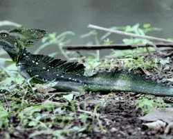 Basiliscus plumifrons