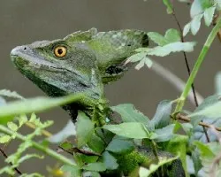 Basiliscus plumifrons