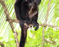 Alouatta Palliata