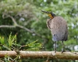 Tigrisoma mexicanum