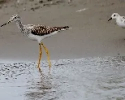 Tringa flavipes