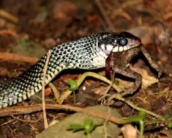 Drymobius margaritiferus