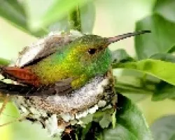 Amazilia tzacatl