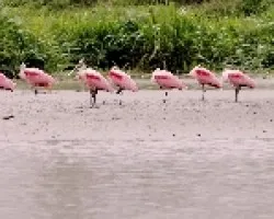 Platalea ajaja