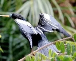 Anhinga anhinga