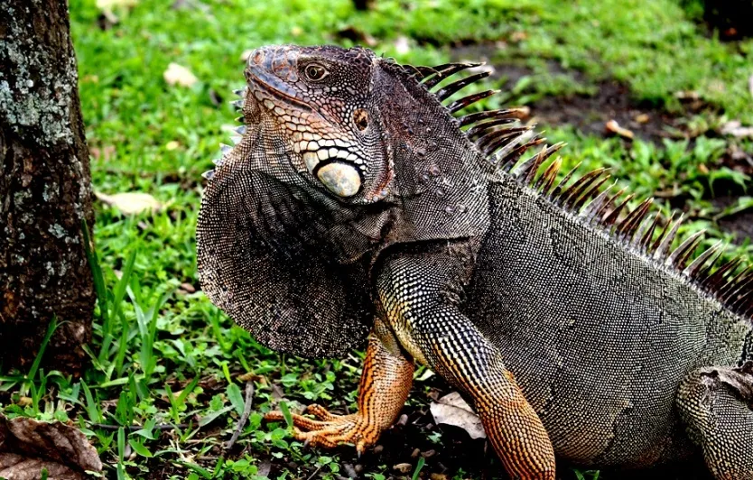 Foto