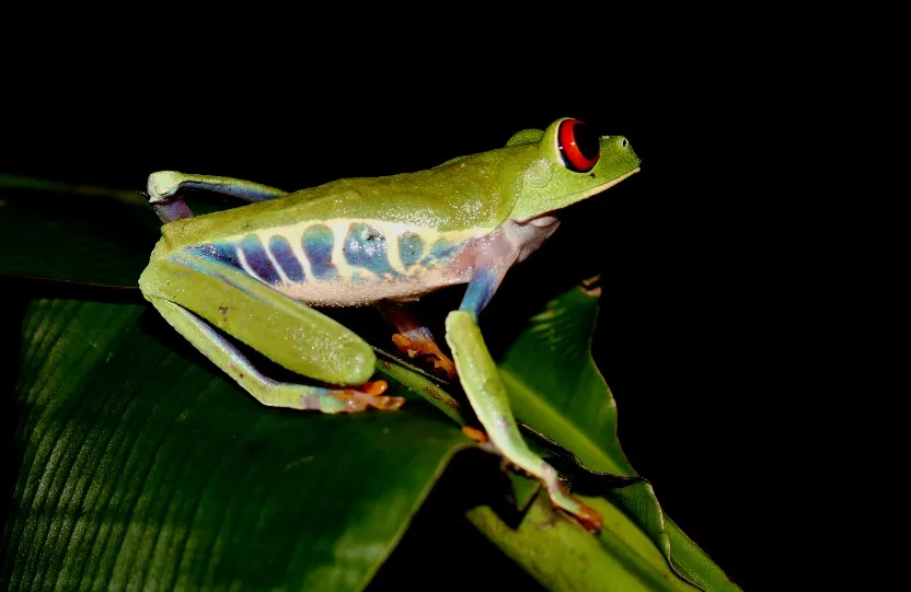Foto