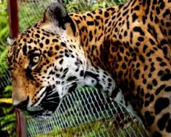 Panthera onca