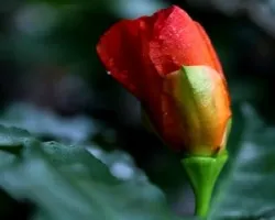 ID?? Amapola