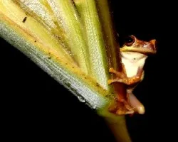 Smilisca Baudinii
