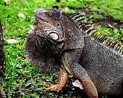 Iguana Iguana