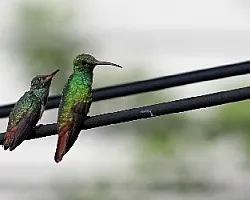 Amazilia tzacatl
