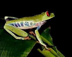Agalychnis callidryas