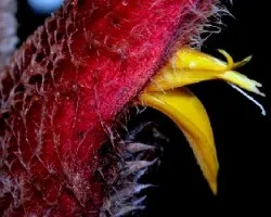 Heliconia vellerigera