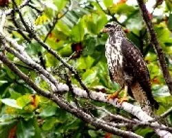 Buteogallus anthracinus