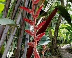 Heliconia vellerigera