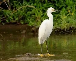 Egretta thula