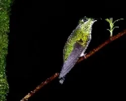 Campylopterus hemileucurus