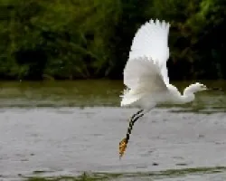 Egretta thula