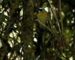 Momotus Momoto