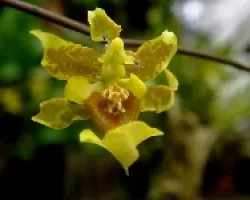 Orquideas.Oncydeum 1