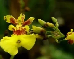 Orquidea.Oncydium 2.
