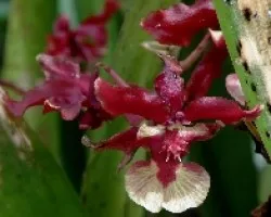 Orquidea.Oncydium 3.