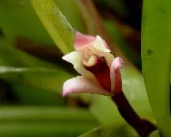 Orquidea maxilaria 6 .