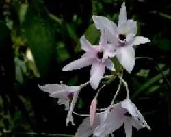 Orquidea . Laelia 5 .